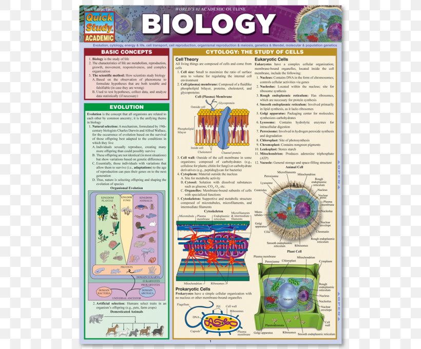 Biology: The Basic Principles Of Biology Study Skills Bar Chart, PNG, 1024x850px, Biology, Anatomy, Bar Chart, Brochure, Cell Download Free