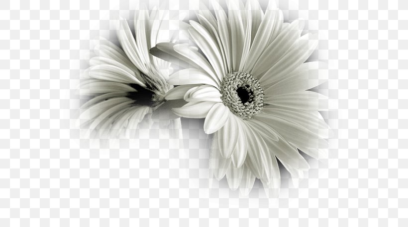 Black And White Flower Photography, PNG, 578x458px, Black And White, Black, Black Rose, Close Up, Color Download Free
