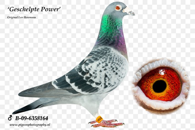 Columbidae Rock Dove Pigeon Racing Tippler JEDDS Bird Supplies, PNG, 820x547px, Columbidae, Beak, Belgium, Bird, Fauna Download Free