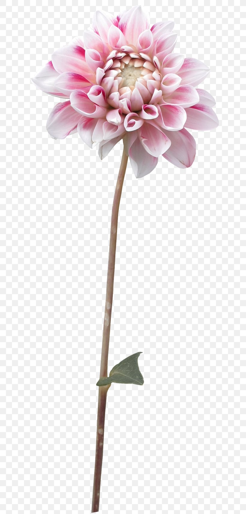 Flower Dahlia Plant Clip Art, PNG, 650x1713px, Flower, Blossom, Cut Flowers, Dahlia, Flora Download Free