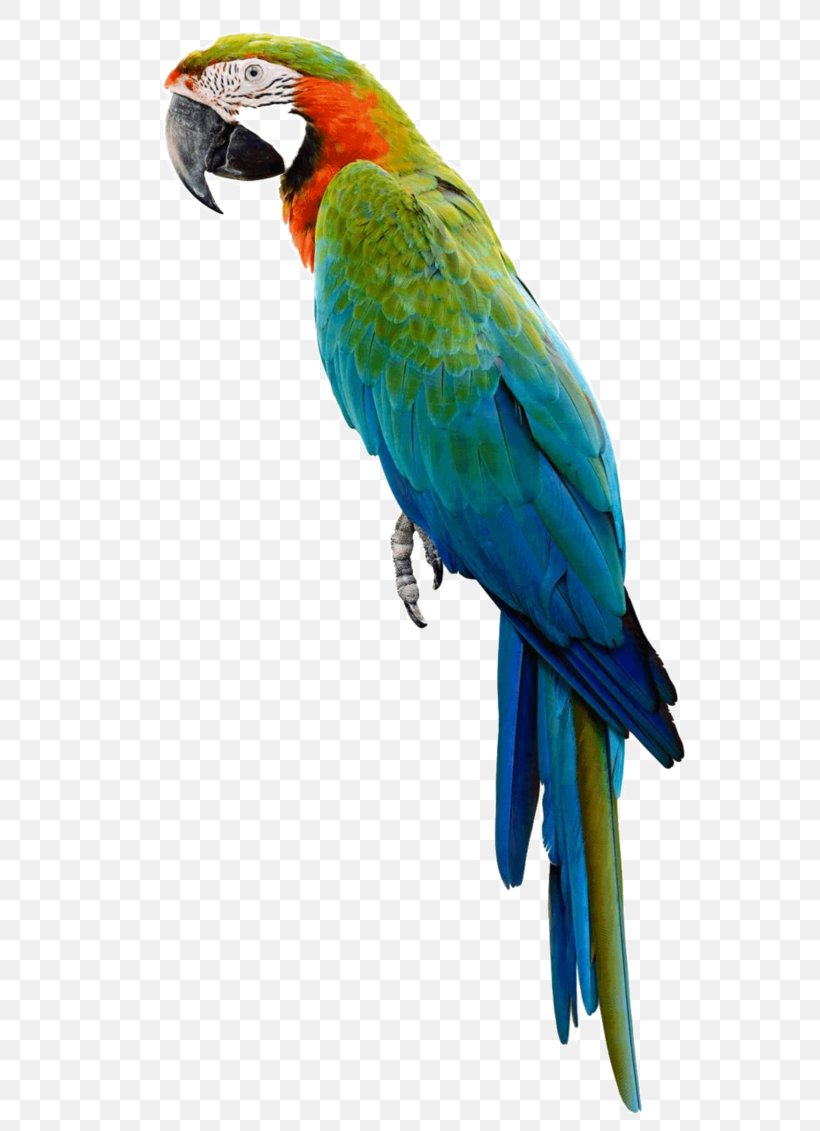 Amazon Parrot Bird Macaw Stock Photography, PNG, 707x1131px, Parrot, Amazon Parrot, Beak, Bird, Blueandyellow Macaw Download Free