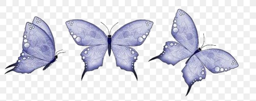 Butterfly Animation, PNG, 796x324px, Butterfly, Animation, Artwork, Blog, Computer Graphics Download Free