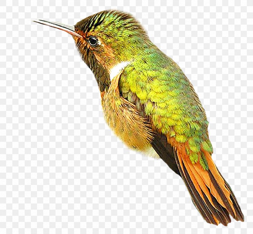 Hummingbird, PNG, 1280x1185px, Hummingbird, Beak, Bird, Fauna, Feather Download Free