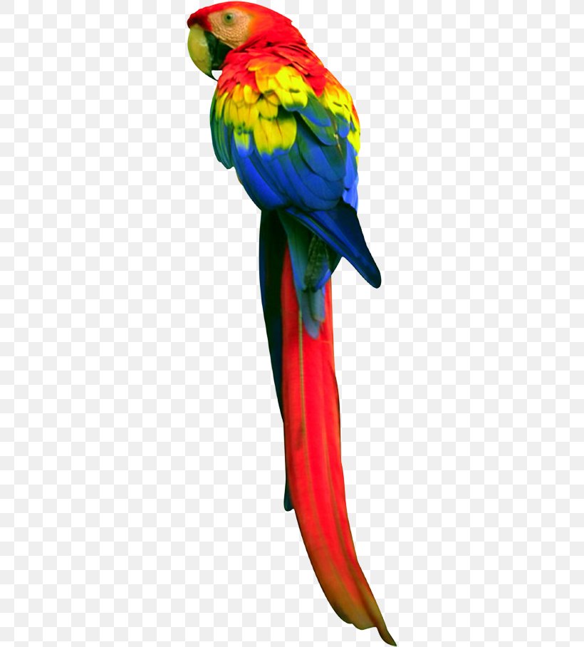 Macaw Budgerigar Bird True Parrot Loriini, PNG, 297x908px, Macaw, Animal, Beak, Bird, Budgerigar Download Free