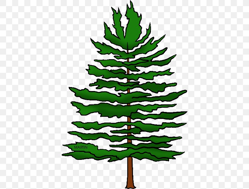Shortleaf Black Spruce Tree White Pine Yellow Fir Colorado Spruce, PNG, 415x623px, Shortleaf Black Spruce, Colorado Spruce, Jack Pine, Leaf, Lodgepole Pine Download Free