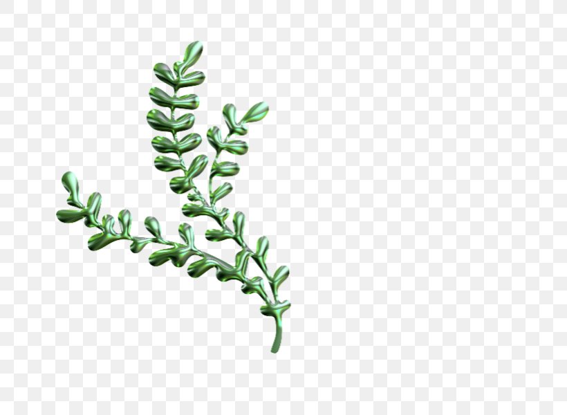 Twig Plant Stem Leaf Font, PNG, 800x600px, Twig, Branch, Grass, Leaf, Organism Download Free