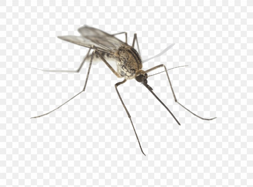 Dallas County, Texas Aedes Albopictus Mosquito-borne Disease Mosquito Control, PNG, 4000x2957px, Southlake, Arthropod, Cantu Pest Control, Dengue, Disease Download Free