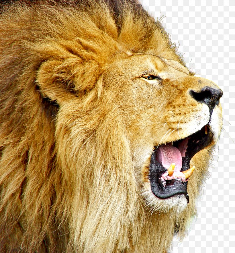 Lion Roar, PNG, 1786x1920px, Lion, Big Cat, Big Cats, Carnivoran, Cat Like Mammal Download Free