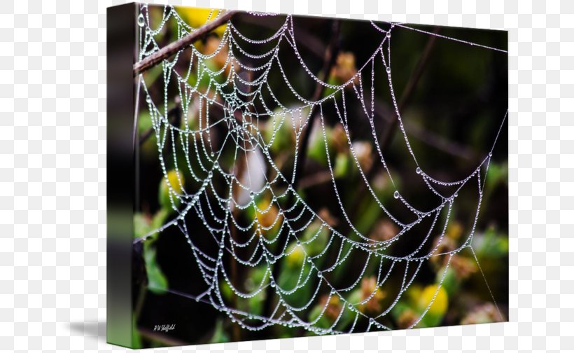 Spider Web Moisture Close-up, PNG, 650x504px, Spider Web, Arachnid, Closeup, Invertebrate, Moisture Download Free