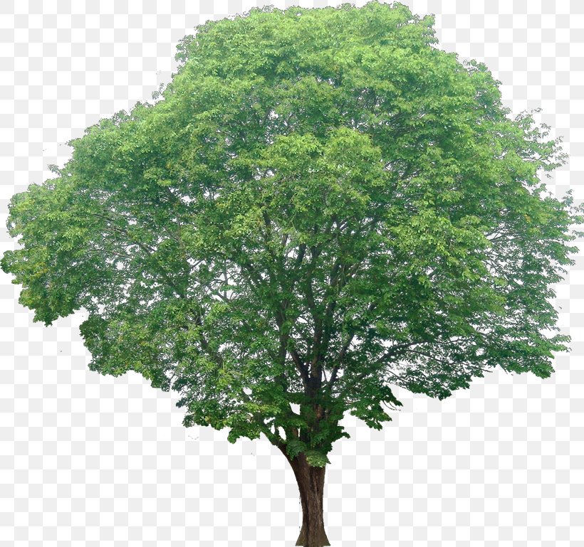 Acer Ginnala Red Maple Tree Shrub, PNG, 820x769px, Acer Ginnala, Architectural Rendering, Autocad Dxf, Branch, Leaf Download Free