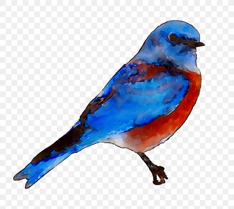 Bluebird Of Happiness Stock Photography Royalty-free Image, PNG, 1108x989px, Bird, Beak, Bluebird, Bluebird Of Happiness, Bluebirds Download Free