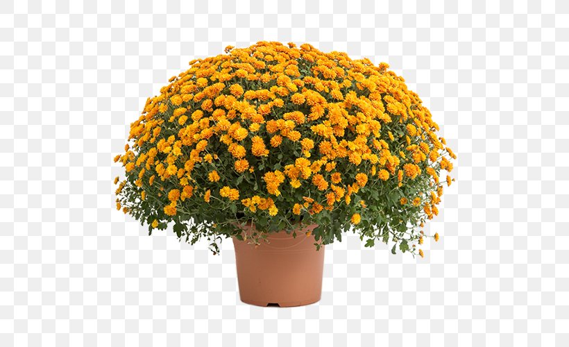 Chrysanthemum O'marché Fees, Chalette Annual Plant 1 November Horticulture, PNG, 500x500px, Chrysanthemum, Annual Plant, Chrysanths, Daisy Family, Flower Download Free
