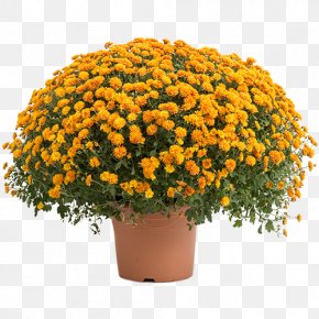 Pompon - Chrysanthemum O'marchÃ© Fees, Chalette Annual Plant 1 November Horticulture PNG