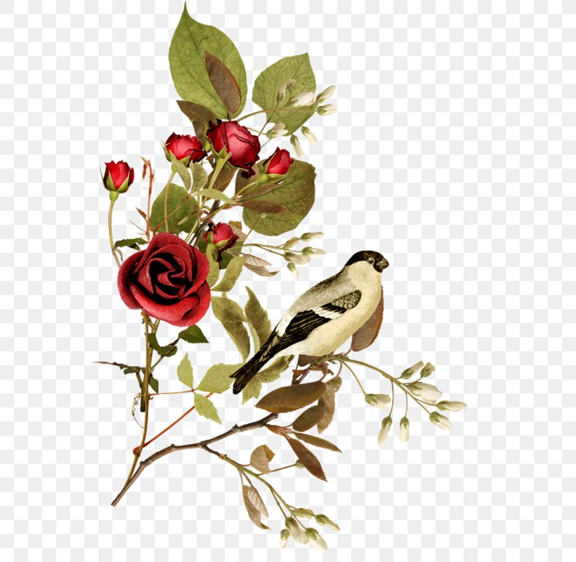 Garden Roses Paper Clip Art, PNG, 559x800px, Garden Roses, Art, Bird, Branch, Cut Flowers Download Free