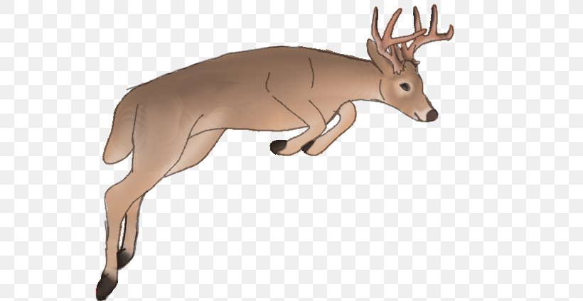 Reindeer White-tailed Deer Elk Cattle, PNG, 624x424px, Reindeer, Animal, Antler, Cattle, Cattle Like Mammal Download Free