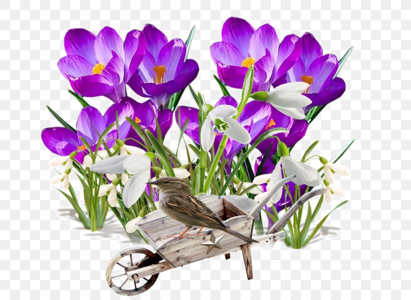 Spring Flower Transplanting Garden, PNG, 700x600px, Spring, Crocus, Flora, Floral Design, Floristry Download Free