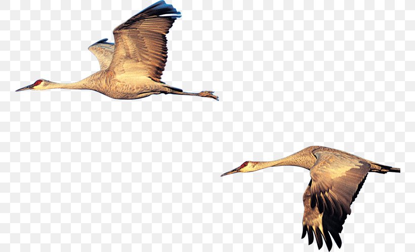 Duck Swan Goose Bird, PNG, 762x497px, Duck, Anser, Beak, Bird, Ducks Geese And Swans Download Free
