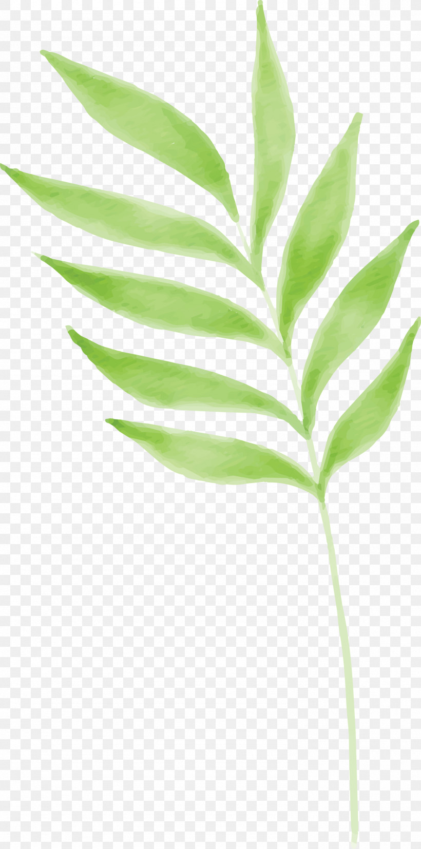 Leaf Plant Flower Plant Stem Tree, PNG, 1487x3000px, Leaf, Flower, Houseplant, Plant, Plant Stem Download Free