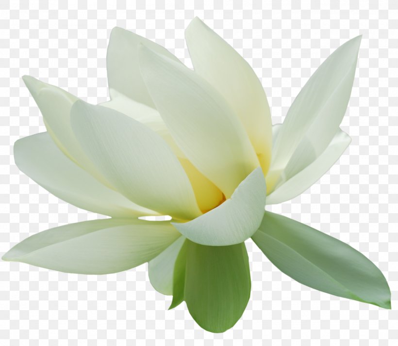 Nelumbo Nucifera Clip Art, PNG, 1809x1577px, Nelumbo Nucifera, Aquatic Plant, Flower, Flowering Plant, Lotus Download Free