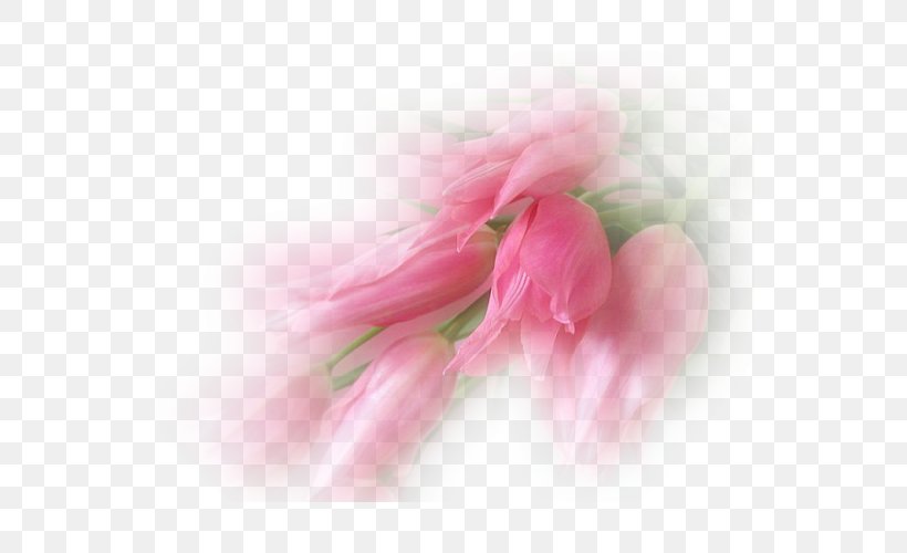 Tulip Petal Flower Photography, PNG, 600x500px, Tulip, Blossom, Bud, Bulb, Close Up Download Free
