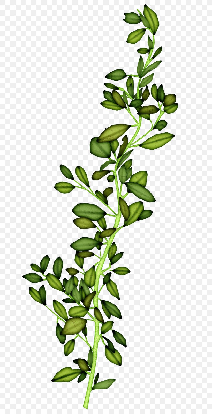 Watercolor Painting Branch Drawing Image, PNG, 659x1600px, Painting, Architecture, Arctostaphylos, Arctostaphylos Uvaursi, Art Download Free