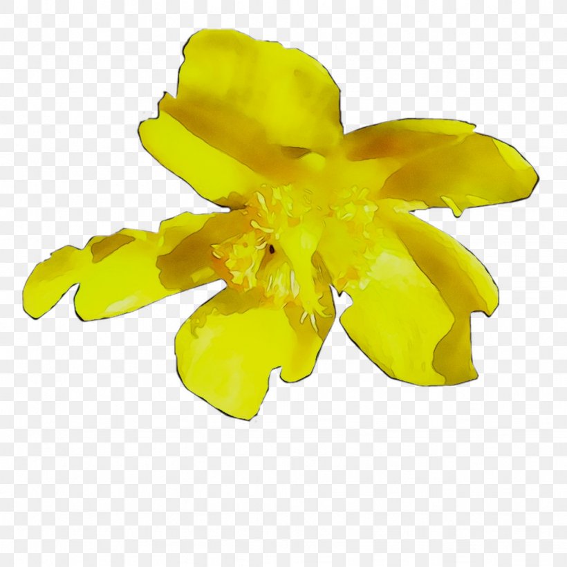 Yellow Cut Flowers Flowering Plant Plants, PNG, 1026x1026px, Yellow, Cattleya, Cut Flowers, Flower, Flowering Plant Download Free