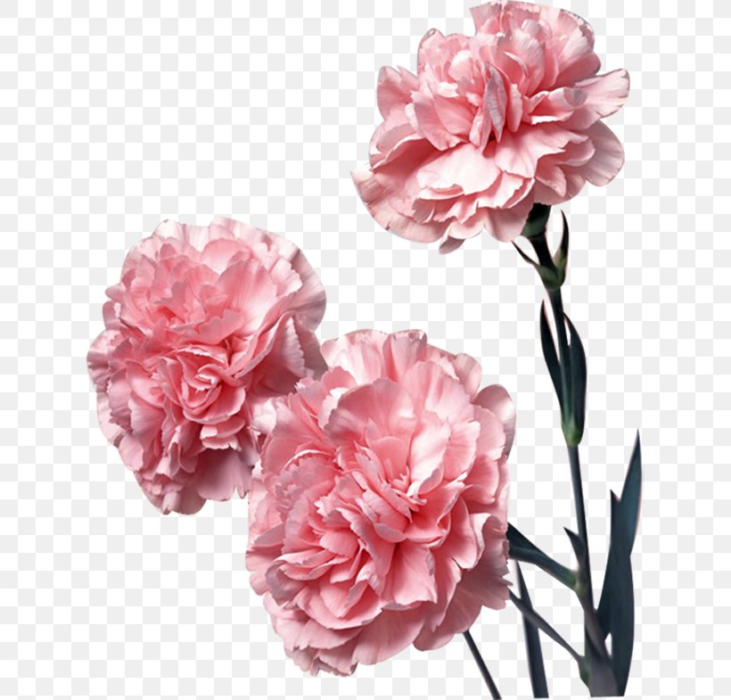 Carnation Pink Flowers Color, PNG, 626x785px, Carnation, Artificial Flower, Color, Cream, Cut Flowers Download Free