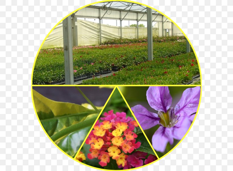 Flowering Plant Greenhouse Annual Plant, PNG, 600x600px, Flower, Annual Plant, Flora, Flowering Plant, Grass Download Free