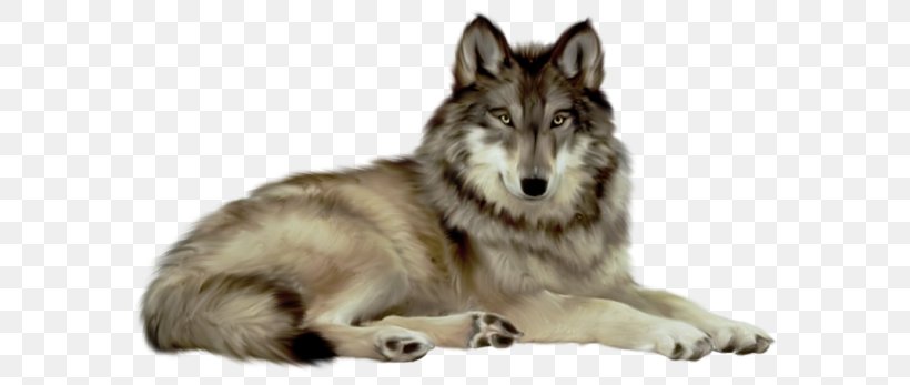 Gray Wolf Desktop Wallpaper Clip Art, PNG, 600x347px, Gray Wolf, Canadian Eskimo Dog, Canis Lupus Tundrarum, Carnivoran, Czechoslovakian Wolfdog Download Free