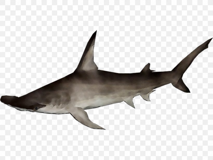 Requiem Sharks Rough-toothed Dolphin Fauna Marine Biology, PNG, 1416x1062px, Requiem Sharks, Animal Figure, Biology, Bull Shark, Carcharhiniformes Download Free