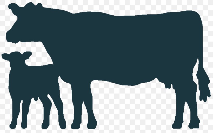 Angus Cattle Welsh Black Cattle Holstein Friesian Cattle Calf Clip Art