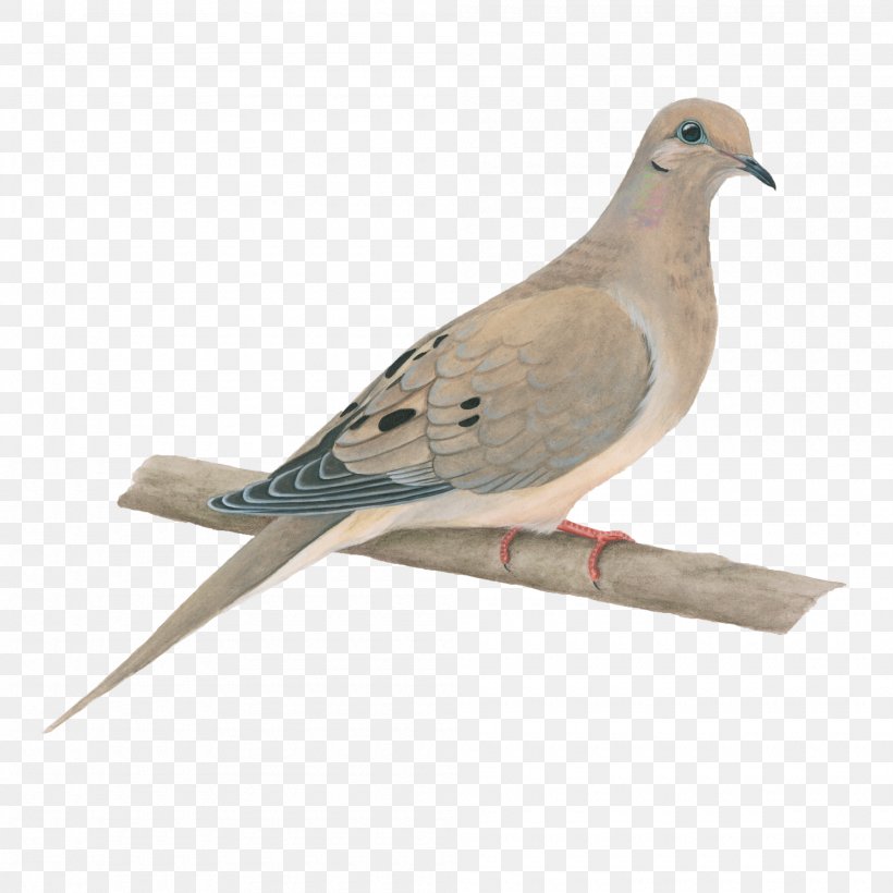 Columbidae Bird Rock Dove Squab Mourning Dove, PNG, 2000x2000px, Columbidae, Barbary Dove, Beak, Bird, Crop Milk Download Free