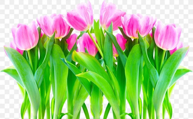 Flower Tulip Allah Petal Desktop Wallpaper, PNG, 2774x1709px, Flower, Advertising, Allah, Artikel, Canvas Download Free