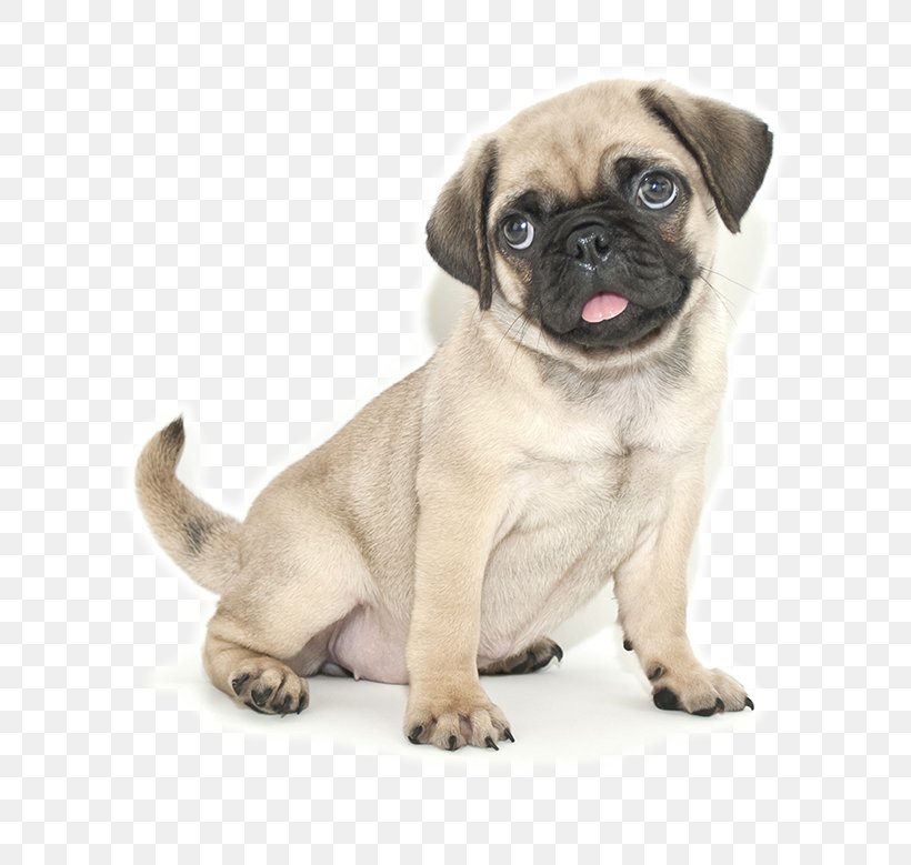 Pug Jack Russell Terrier French Bulldog Puppy Cuteness, PNG, 600x779px, Pug, Breed, Carnivoran, Companion Dog, Cuteness Download Free