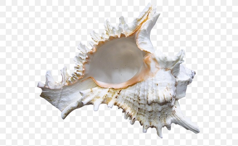 Seashell Shankha Clip Art, PNG, 600x503px, Seashell, Conch, Conchology, Digital Image, Jaw Download Free