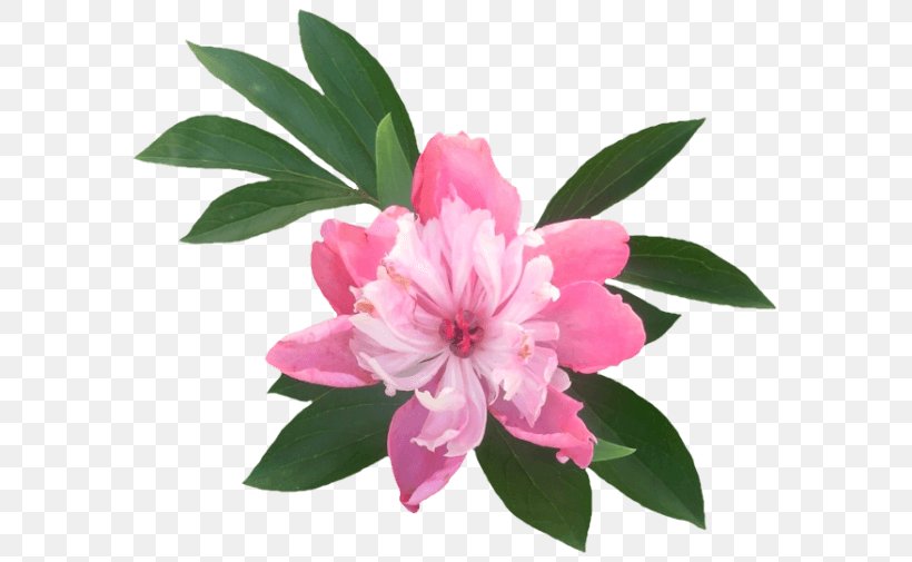 Azalea Peony, PNG, 600x505px, Azalea, Flower, Flowering Plant, Peony, Plant Download Free