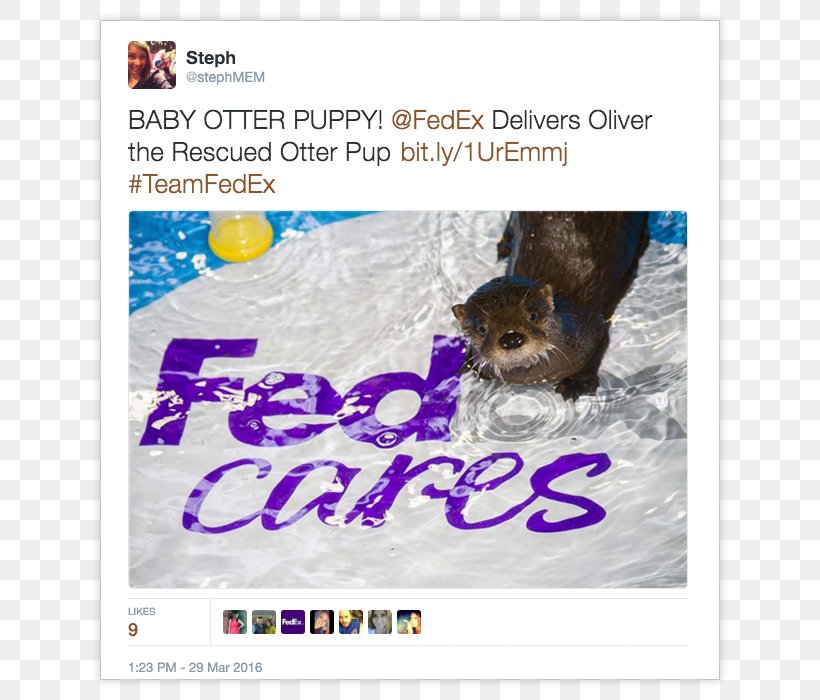 Downtown Aquarium, Denver Sea Otter FedEx Office, PNG, 700x700px, Otter, Advertising, Cargo, Cat, Cat Like Mammal Download Free