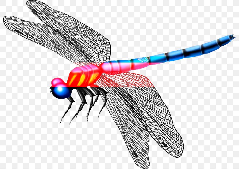 Dragonfly Mosquito Insect Butterfly, PNG, 800x581px, Dragonfly, Arthropod, Butterfly, Fly, Insect Download Free