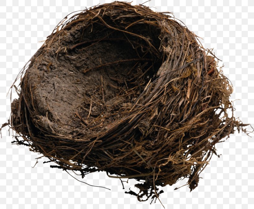 Edible Bird's Nest Bird Nest Nest Box, PNG, 1024x845px, Bird, Bird Nest, Birds Nests And Eggs, Egg, Nest Download Free