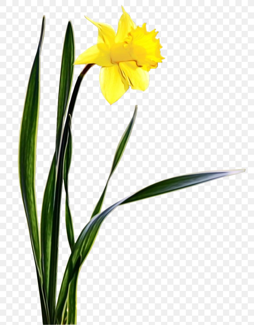 Flower Flowering Plant Plant Yellow Petal, PNG, 800x1050px, Watercolor, Cut Flowers, Flower, Flowering Plant, Narcissus Download Free