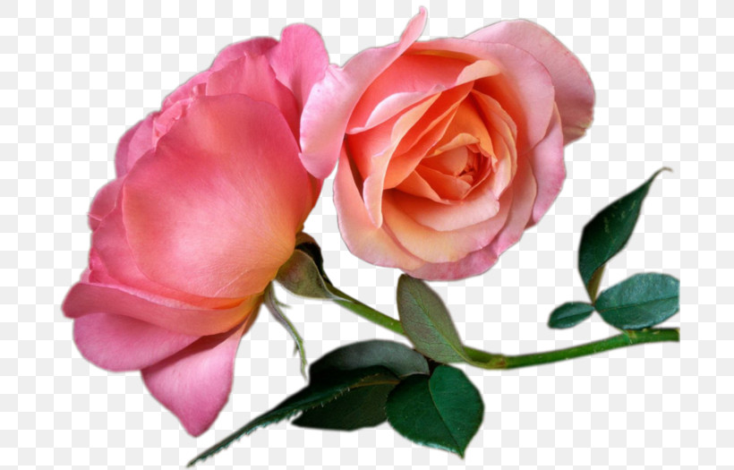 Garden Roses, PNG, 700x525px, Flower, Bud, Camellia, Cut Flowers, Floribunda Download Free