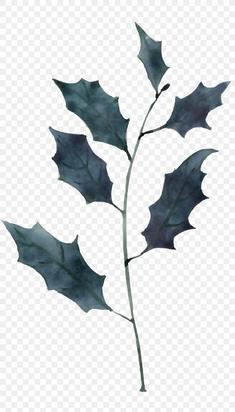 Holly, PNG, 1200x2100px, Watercolor, Black Oak, Flower, Holly, Leaf Download Free