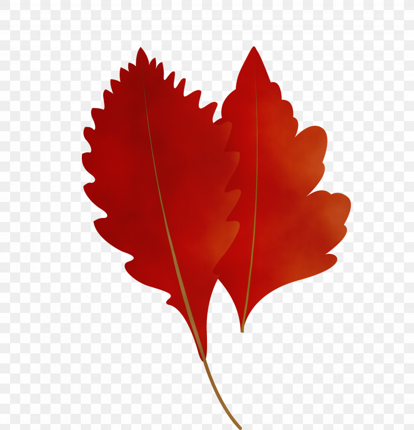 Maple Leaf, PNG, 2886x3000px, Autumn Leaf, Biology, Cartoon Leaf, Fall Leaf, Leaf Download Free