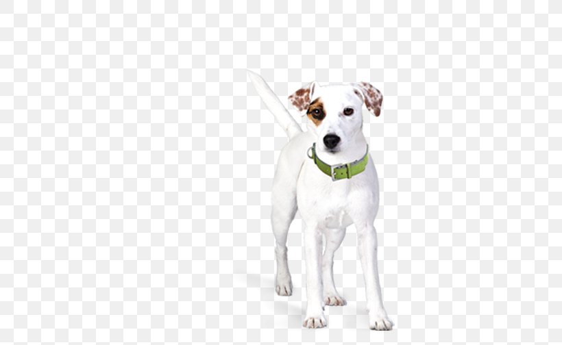 Parson Russell Terrier Jack Russell Terrier Dog Collar Leash Puppy, PNG, 504x504px, Parson Russell Terrier, Breed Group Dog, Canidae, Carnivoran, Companion Dog Download Free