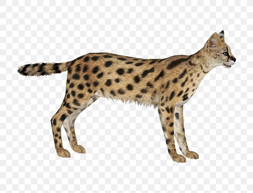 Savannah Cat Zoo Tycoon 2 Cheetah Leptailurus Serval Serval Leopard, PNG, 800x628px, Savannah Cat, Animal, Big Cat, Big Cats, Carnivoran Download Free