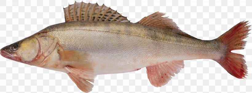 Fish, PNG, 4000x1484px, Fish, Animal Figure, Barramundi, Bony Fish, Carp Download Free
