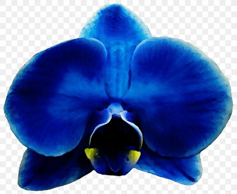 Blue Iris Flower, PNG, 1024x841px, Watercolor, Blue, Blue Flower, Blue Rose, Carpenter Bee Download Free