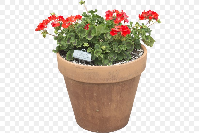 Cut Flowers Flowerpot Plant Herb, PNG, 548x548px, Flower, Cut Flowers, Flowerpot, Herb, Plant Download Free