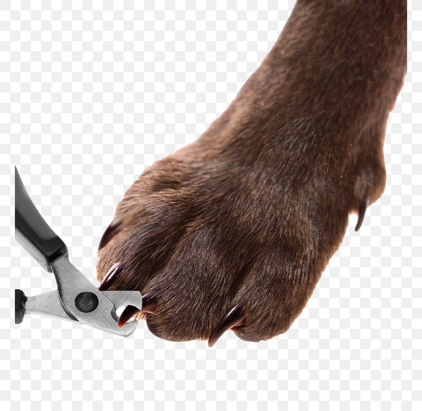 Dog Grooming Cat Nail Clippers Pet, PNG, 762x800px, Dog, Cat, Claw, Dog Breed, Dog Grooming Download Free