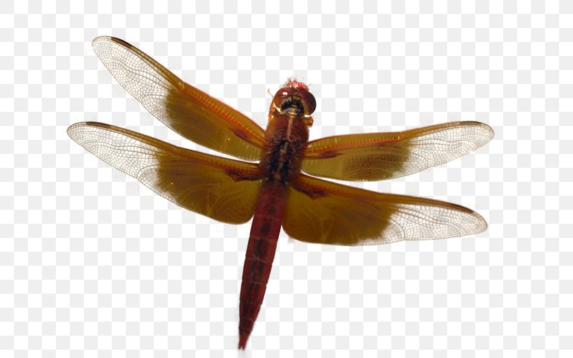 Dragonfly Adobe Fireworks PaintShop Pro Tutorial, PNG, 768x512px, Dragonfly, Adobe Fireworks, Arthropod, Channel, Dragonflies And Damseflies Download Free